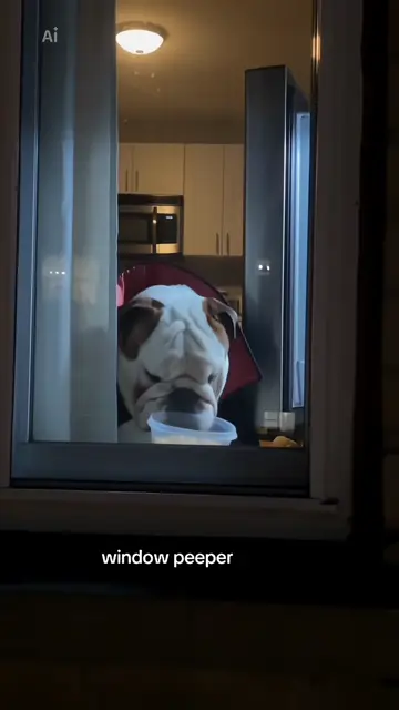 Caught again on a midnight snack